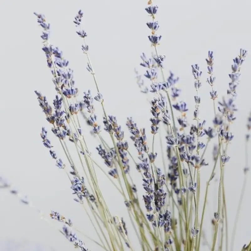 Fragancia de Lavanda