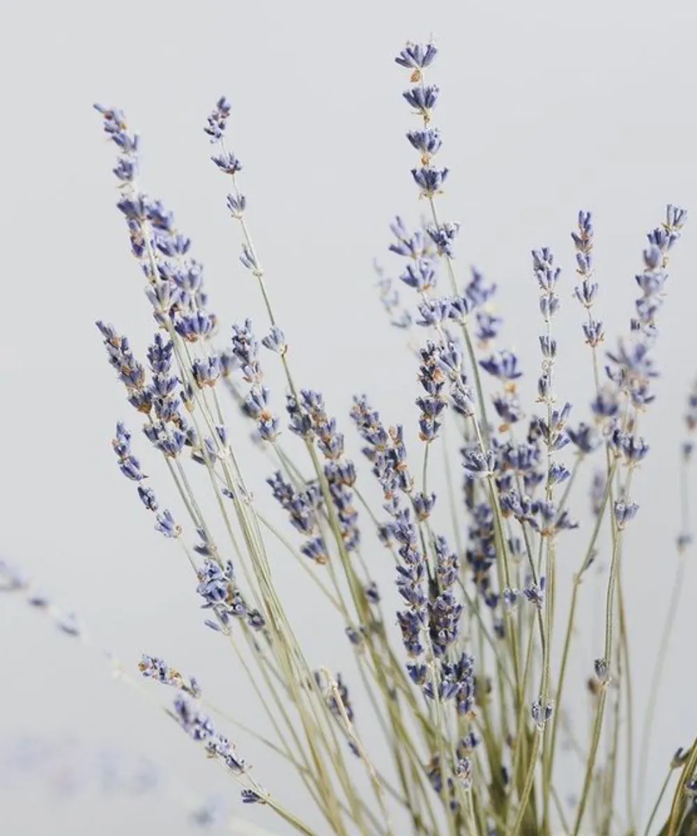 Fragancia de Lavanda